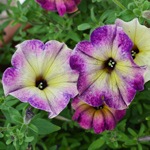 Petunia Crazytunia Moonstruck